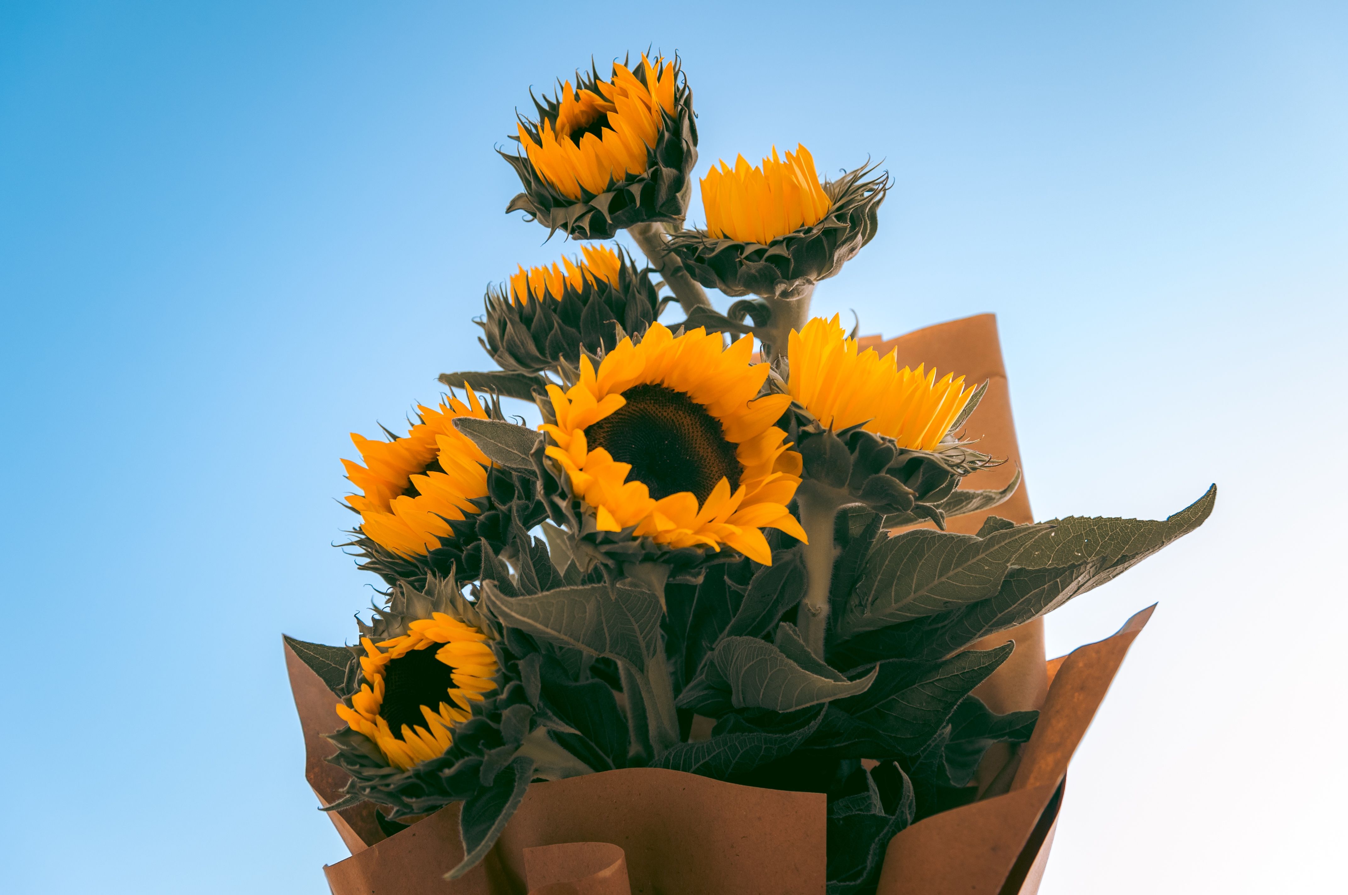 Bright sunflowers in arrangement