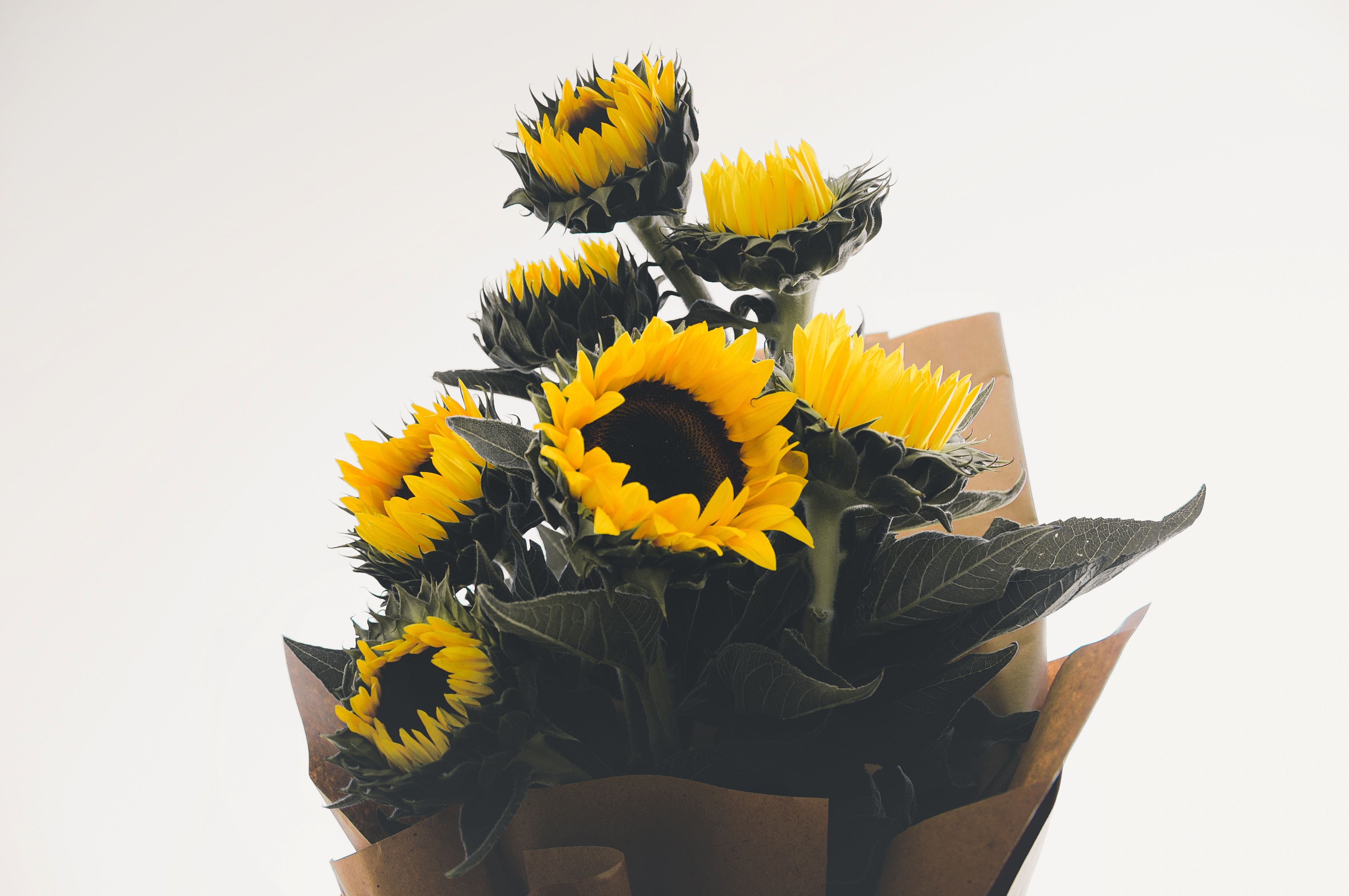 Bouquet of sunflowers wrapped in kraft paper