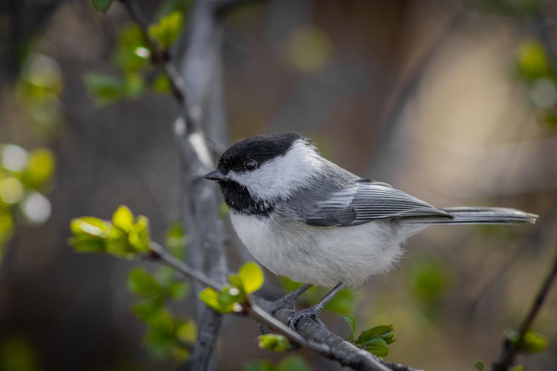 Black-Capped Chickadee in Nature · Free Stock Photo