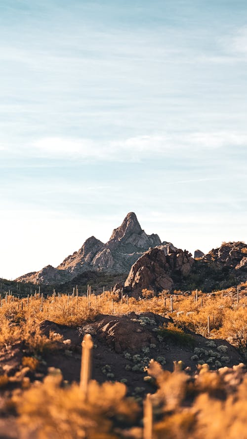 Free Sunset In The Sonoran  Stock Photo