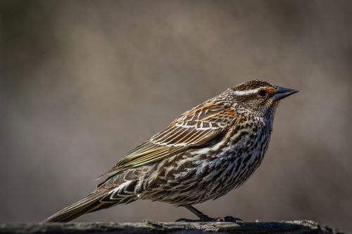 Free Detailed photo of a redwing bird perched on wood with a blurred background. Stock Photo