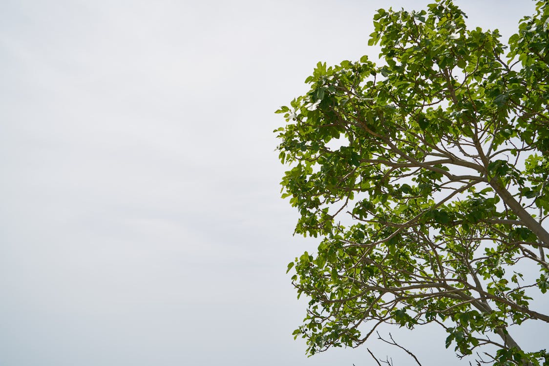 Foto Des Grünen Baumes