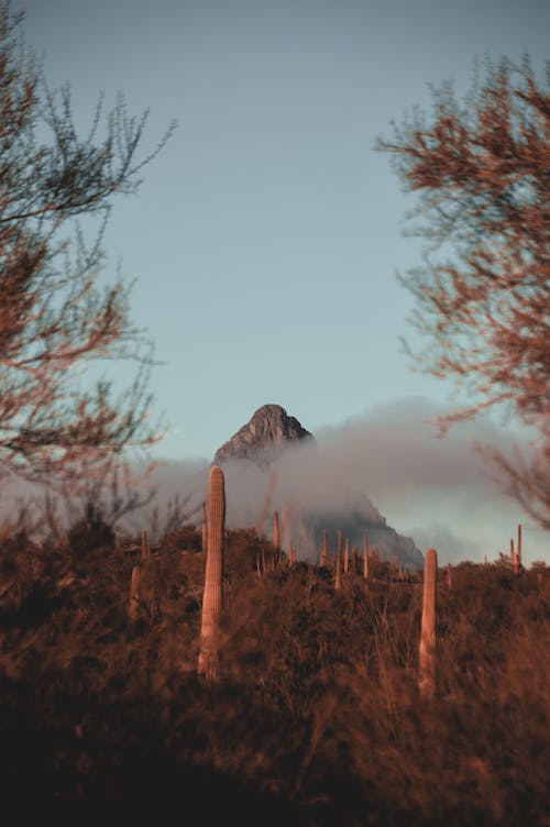 Free Morning fog in the Sonoran Desert  Stock Photo