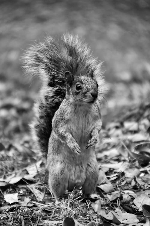 A black and white photo of a squirrel