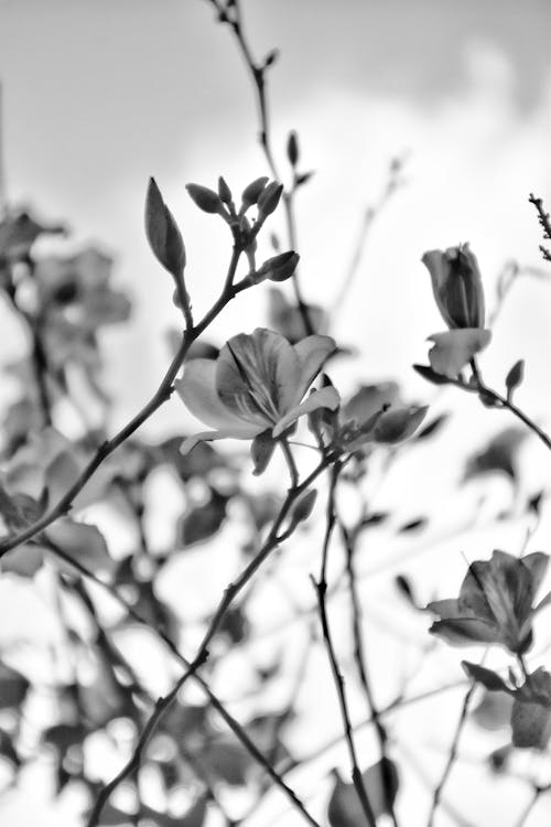 Free stock photo of black and white, conceptual photography, flower