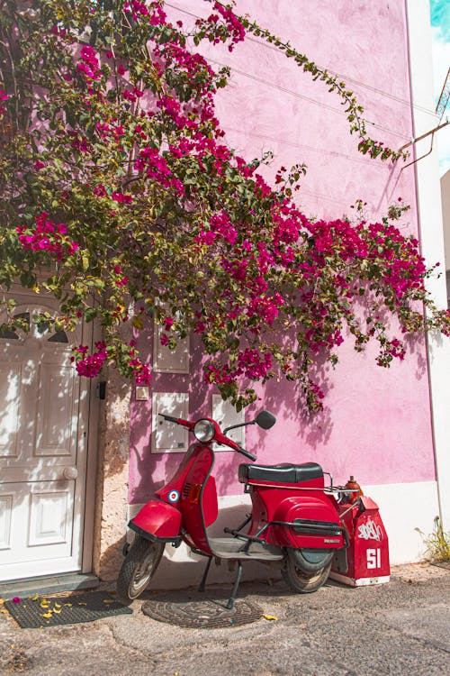 거리, 꽃, 담쟁이덩굴의 무료 스톡 사진