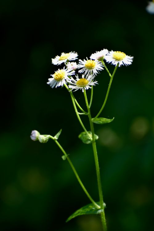 Free Close-up of wild daisies blooming in a lush Knoxville garden, showcasing natural beauty. Stock Photo