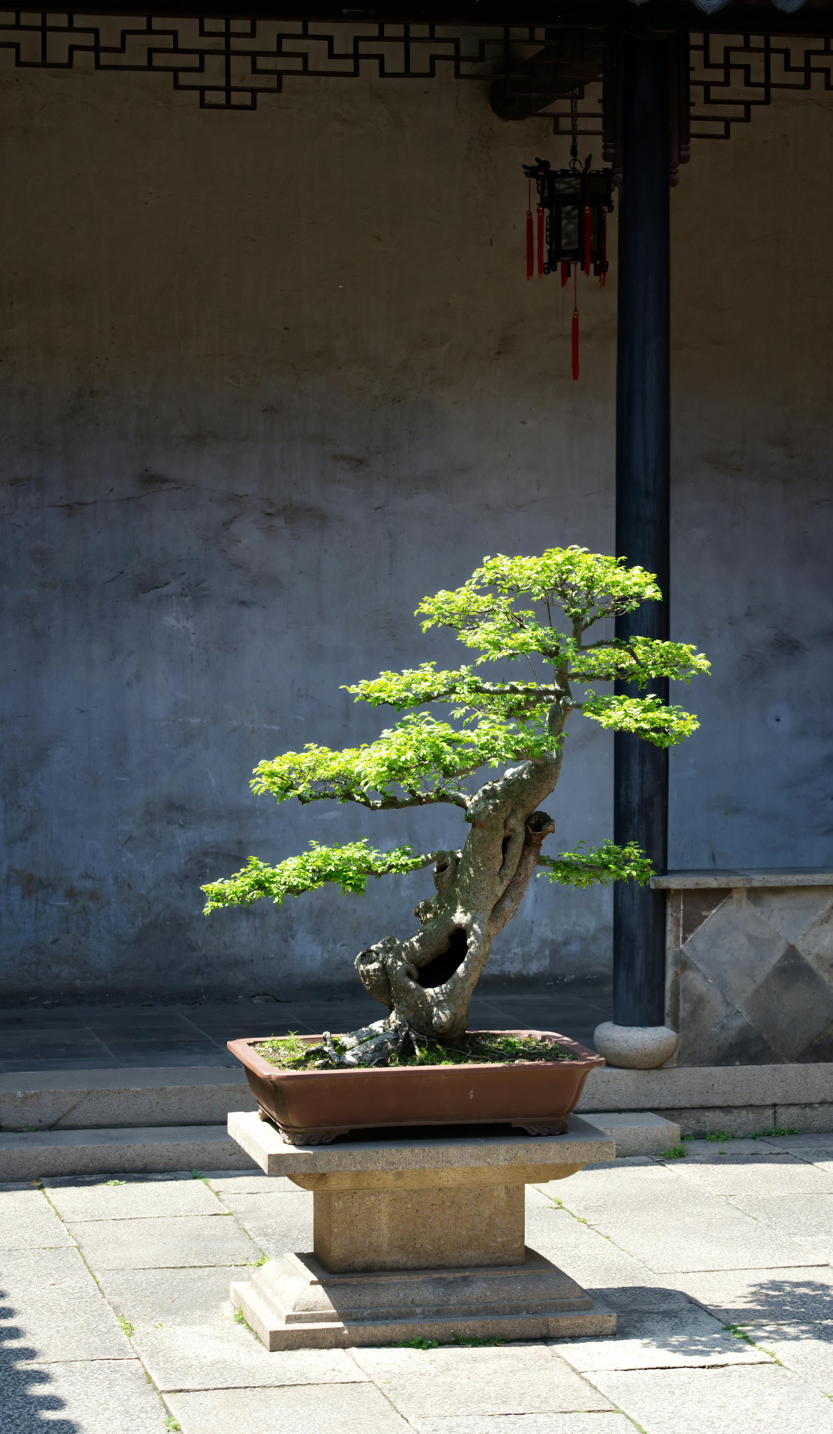 A vibrant green bonsai tree with a thick, gnarled trunk, set against a dark gray wall.