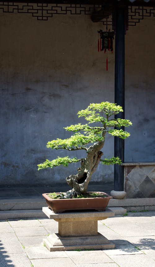 Bonzai In Cina