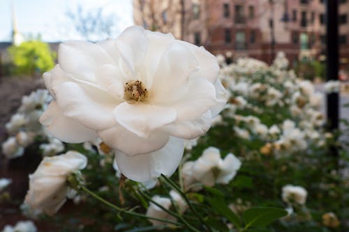 Photos gratuites de blanc, fleur, nature