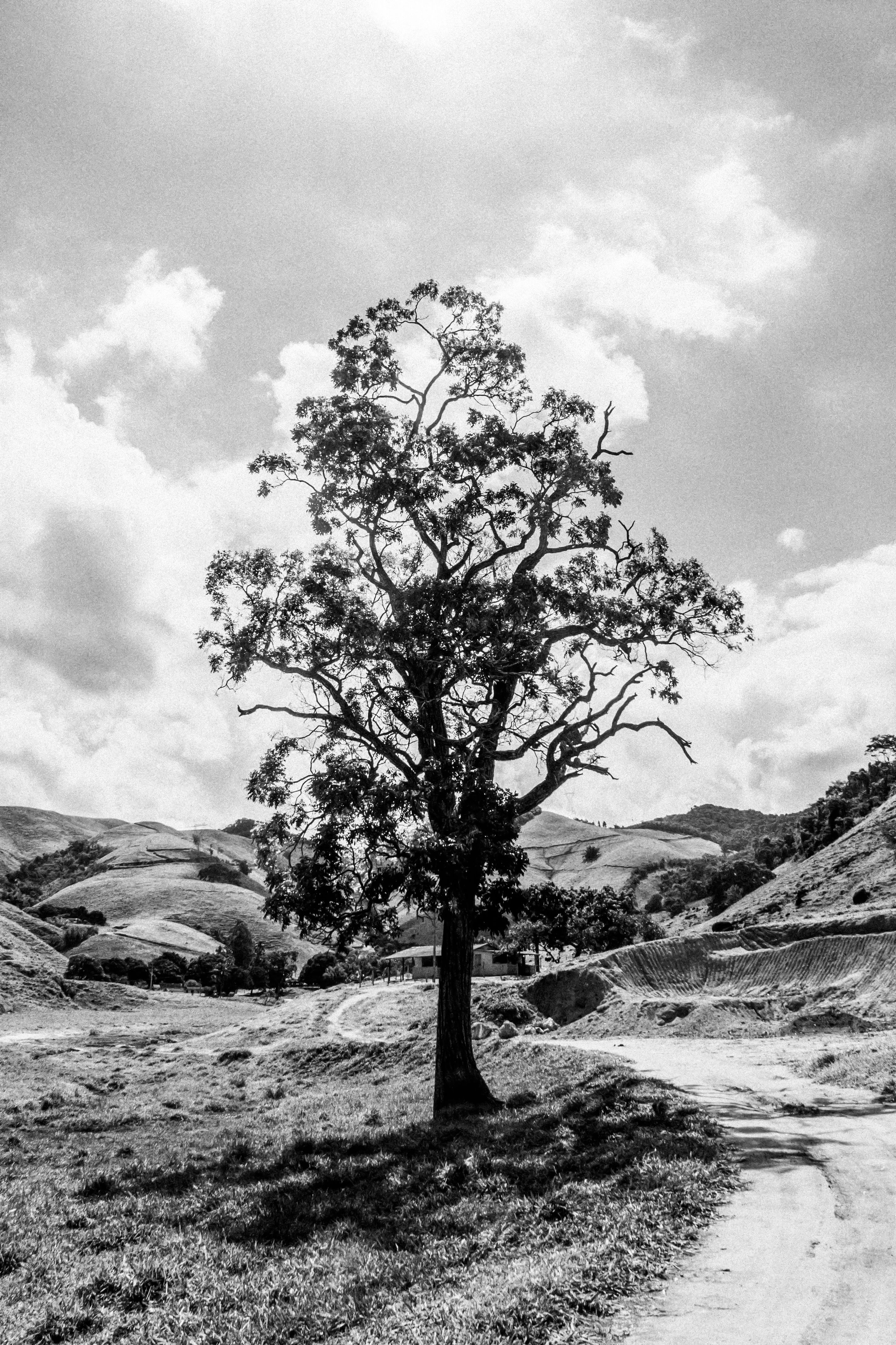A lone tree stands majestically on a rural road in the countryside, black and white photography.