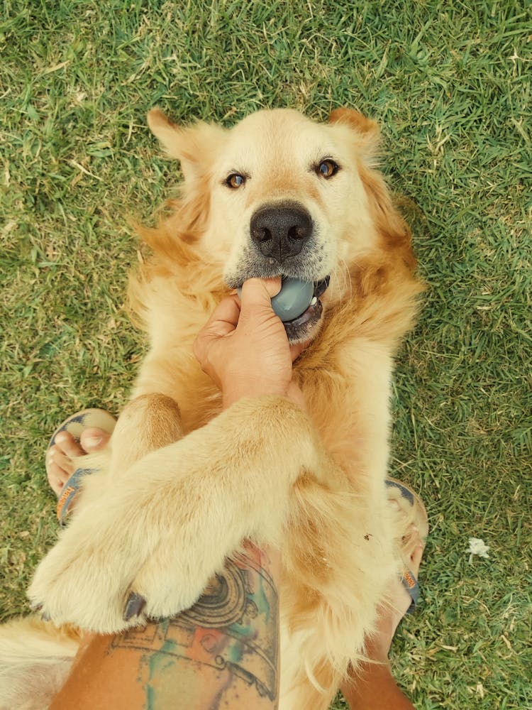 Brown Dog Lying On Grass 