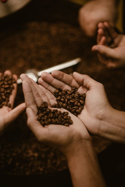 Free Multiple hands cradling fresh coffee beans, highlighting the essence of coffee culture. Stock Photo