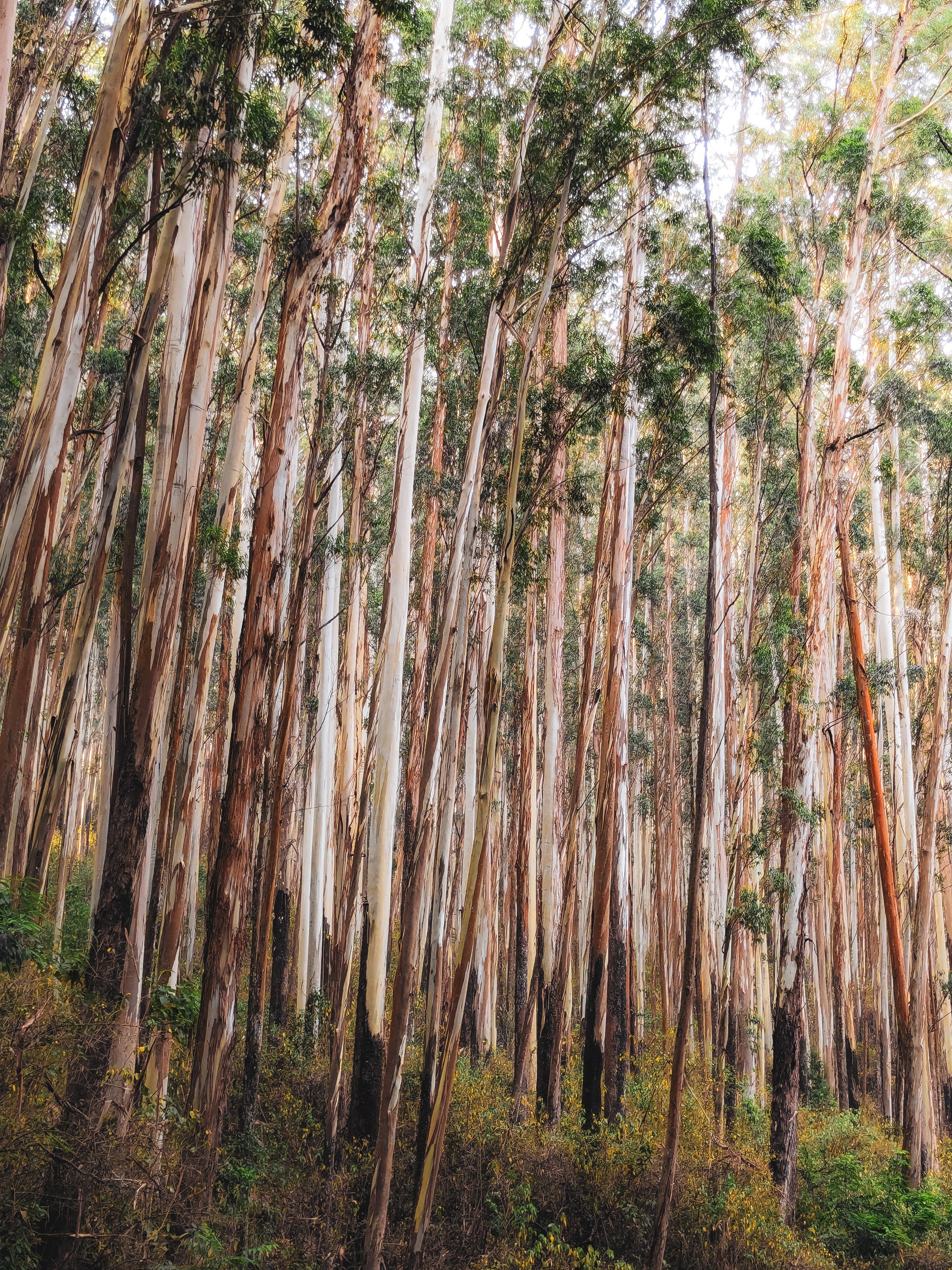 Explore the tranquility and height of lush eucalyptus trees in a dense forest setting.