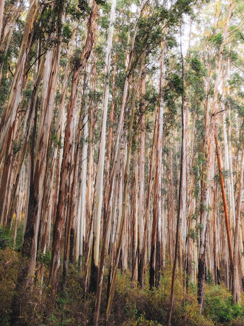 Fotos de stock gratuitas de al aire libre, árbol, bambú