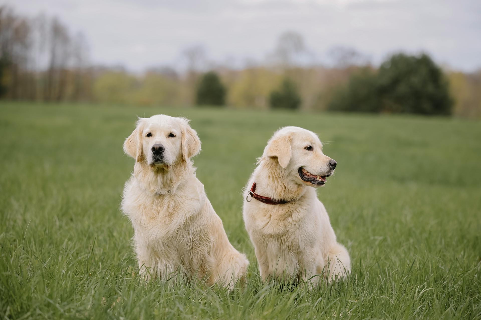 White Dogs Sitting on Meadow