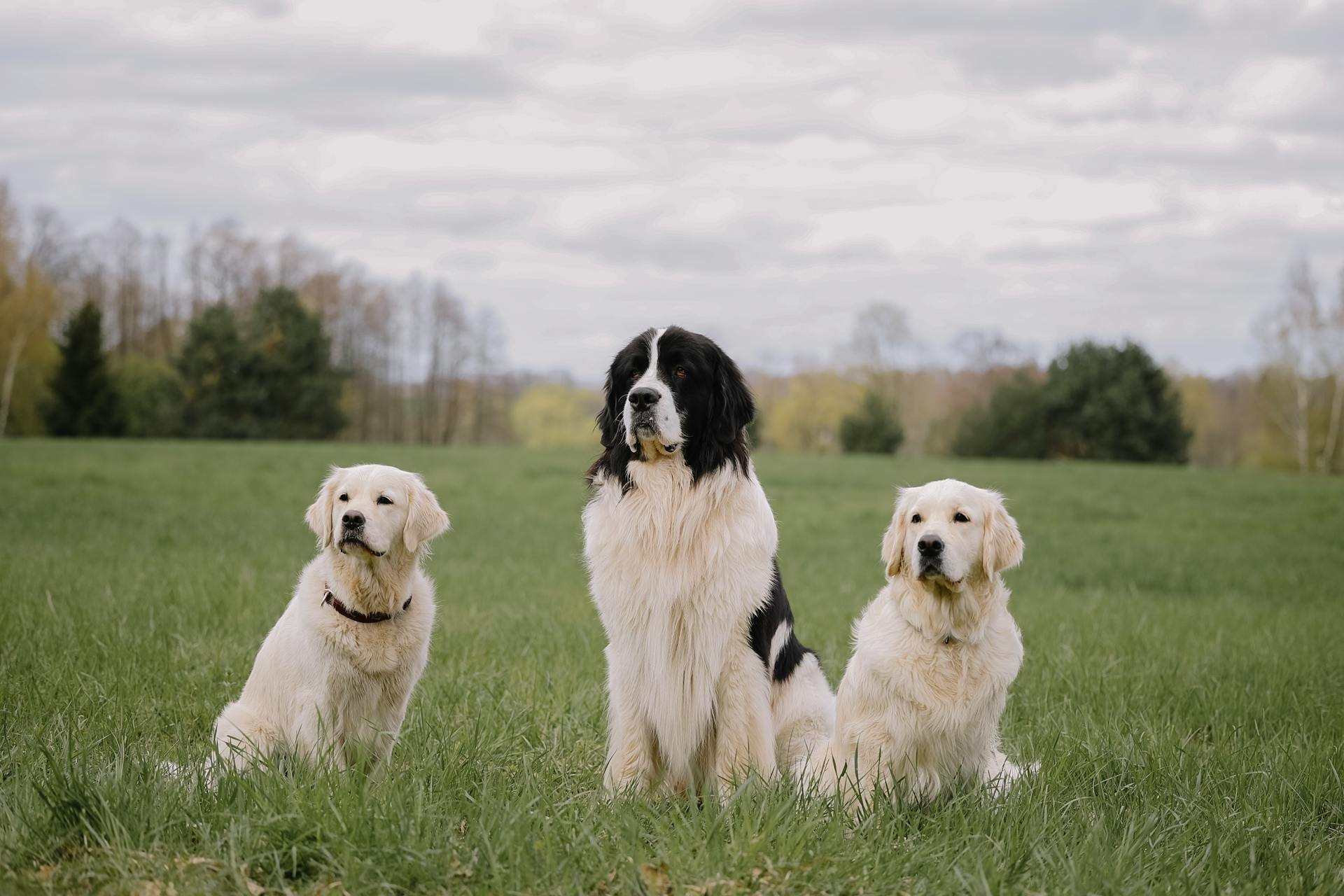 En vakthund och två golden retrivrar på ett gräsfält