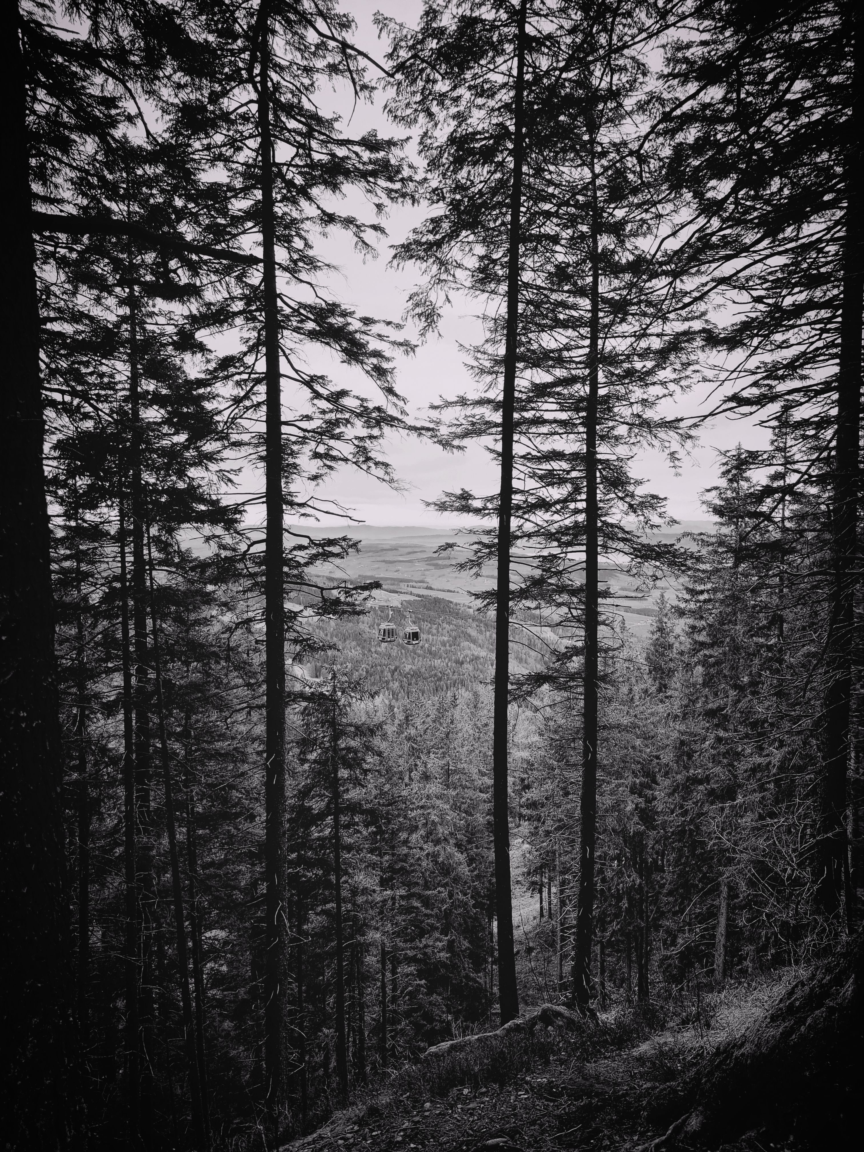 Kostenlos Schwarz Weißer Wald Stock-Foto