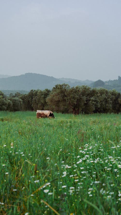 A cow in a field with green grass and flowers