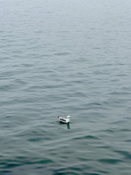 A seagull floating in the water