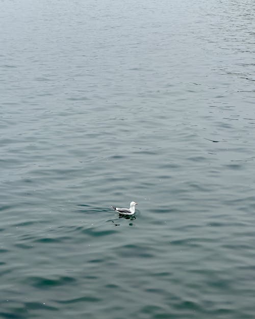 A seagull is floating in the water