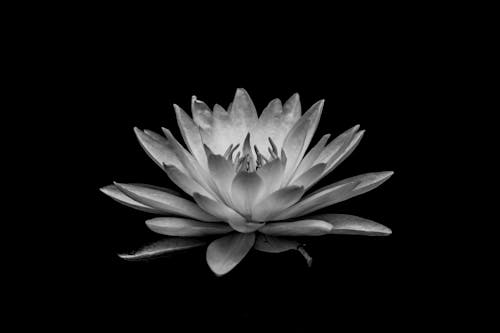 A black and white photograph of a water lily