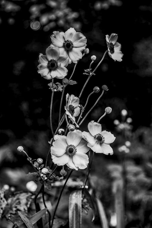 Black and white photograph of flowers in a garden
