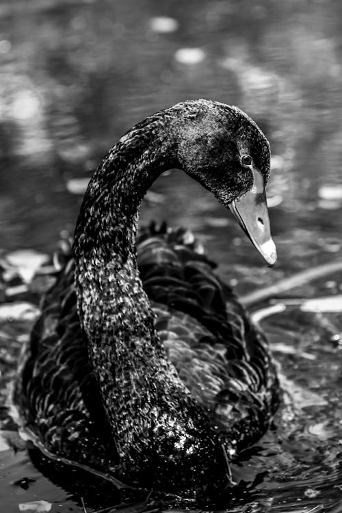 Black swan in the water