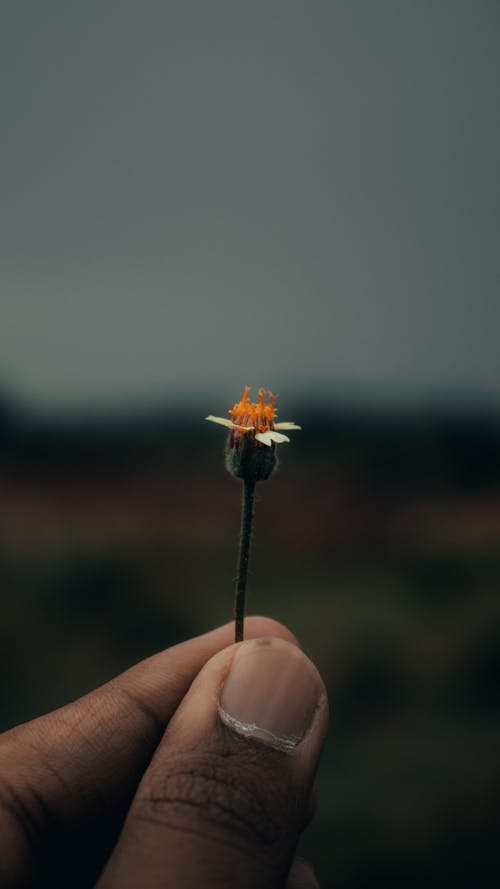 Základová fotografie zdarma na téma hloubka, hloubka ostrosti, náladový