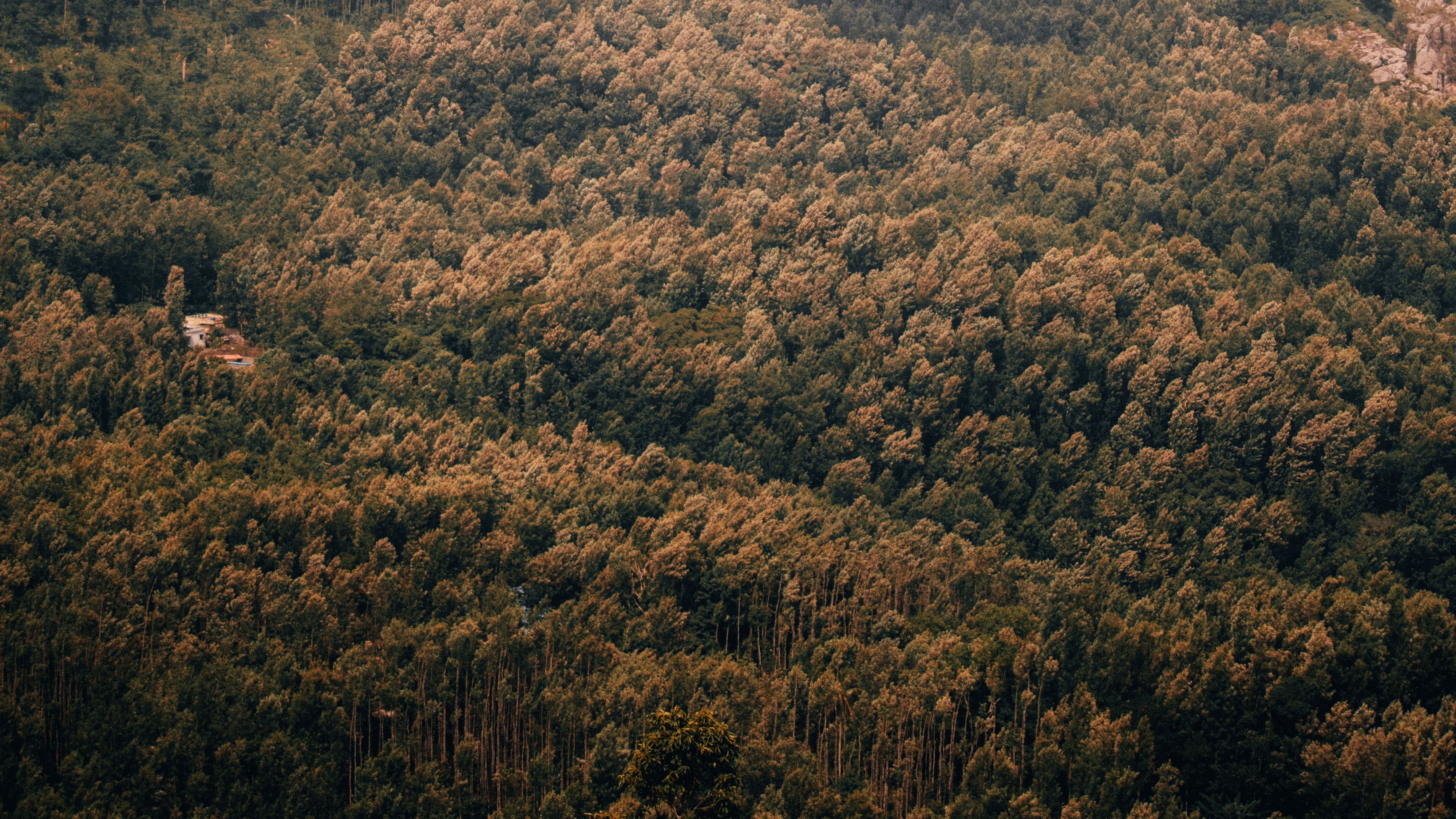 Bosque con ecosistema sostenible