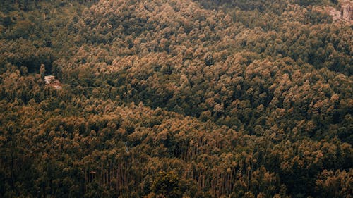 Základová fotografie zdarma na téma cestování, dřevo, hluboký les