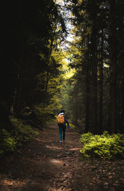 Free Woman hiking through dense forest trail in Zittau, Germany, showcasing lush greenery and serene nature. Stock Photo