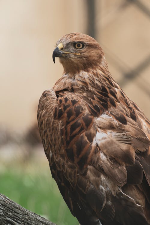 Falcon (Hawk)