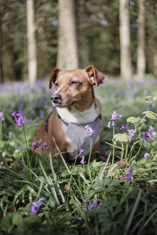 dog with bluebells