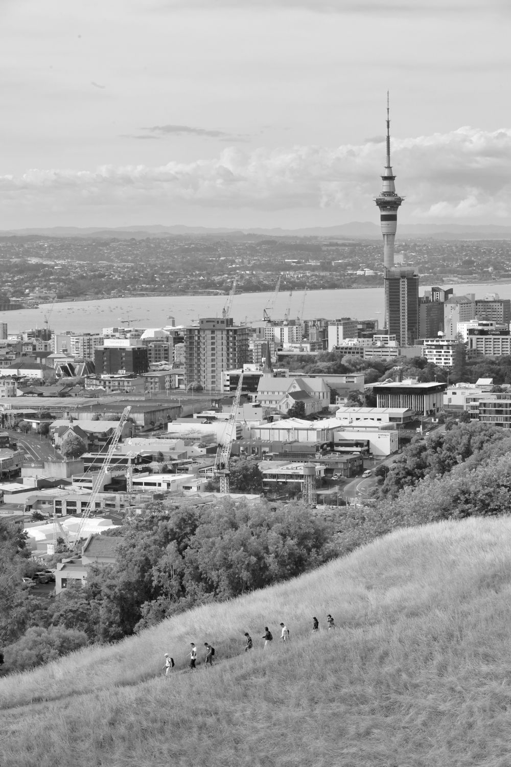 Cityscape of Auckland viewed from One Tree Hill