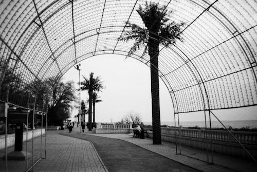 A black and white photo of a walkway with palm trees