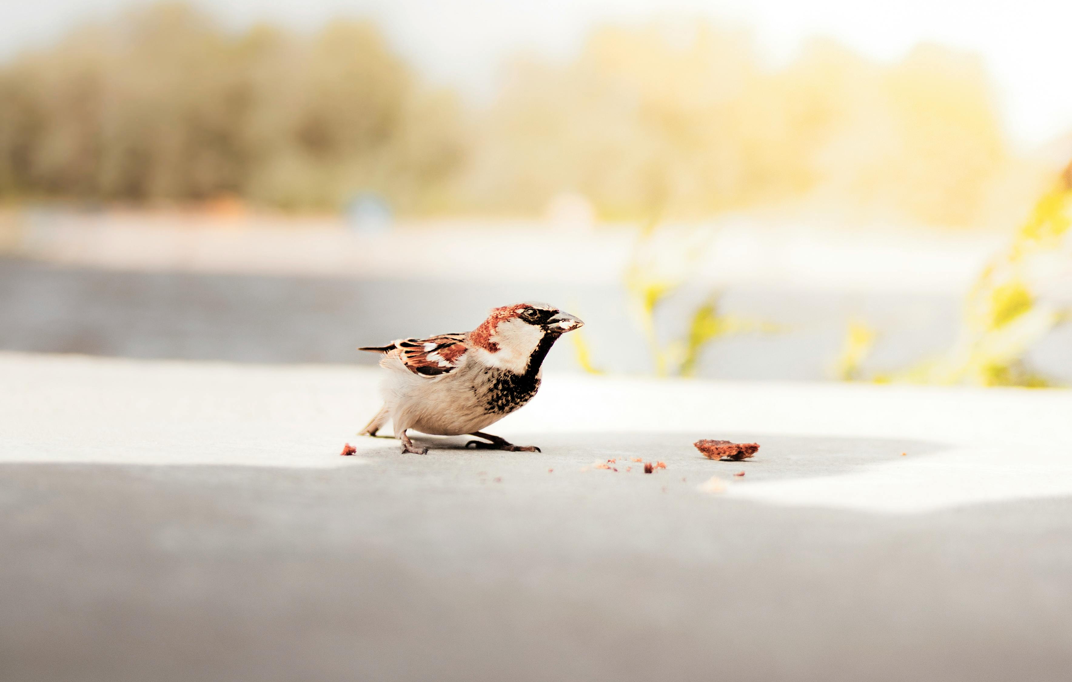 White and Brown Bird