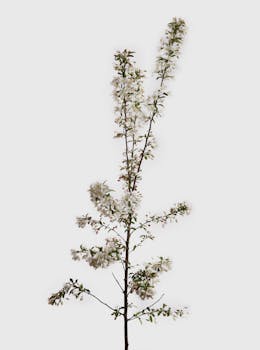 高大的树枝上开着白色花朵，以中性背景衬托，完美呈现简约装饰与春天的主题