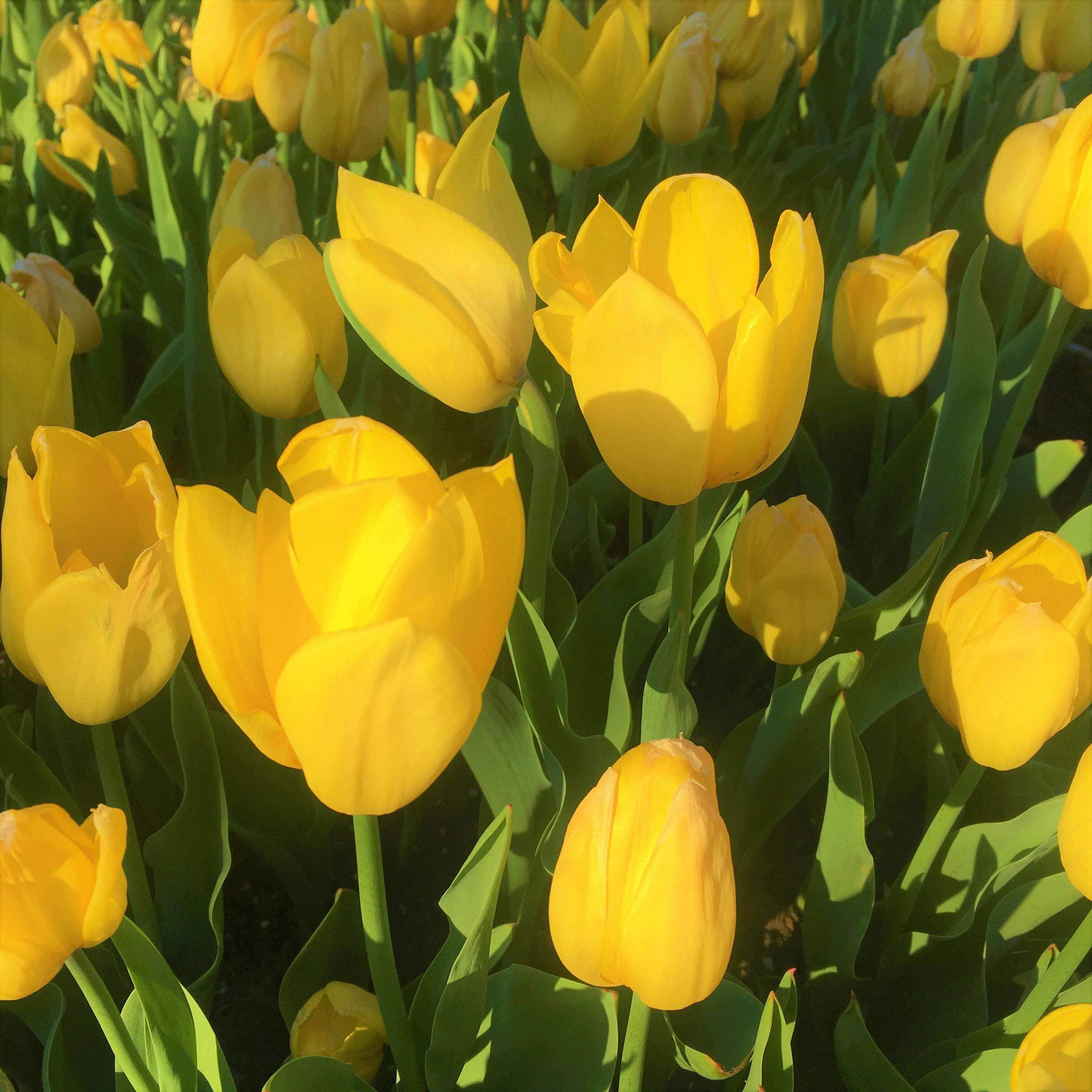 21 Gambar Bunga Tulip Kuning  Gambar Bunga  Indah