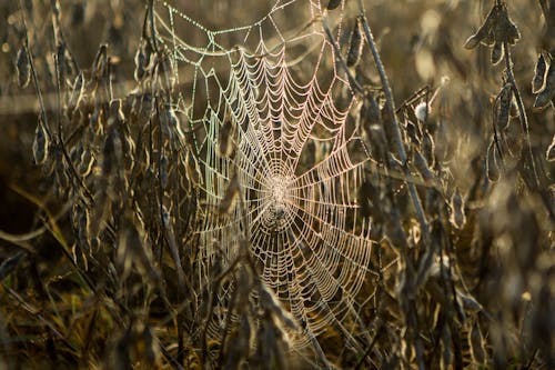 Close-Up Photo of Spider Web