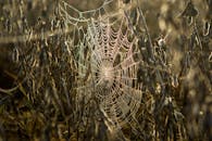 日出时分，田野里露水覆盖的植物间，闪闪发光的蜘蛛网特写