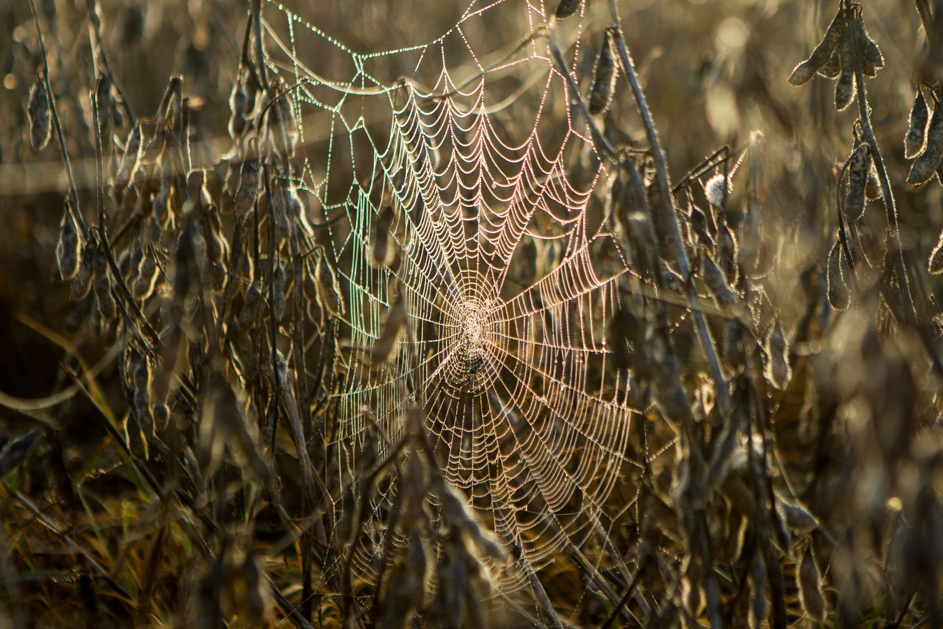 Close-Up Photo of Spider Web