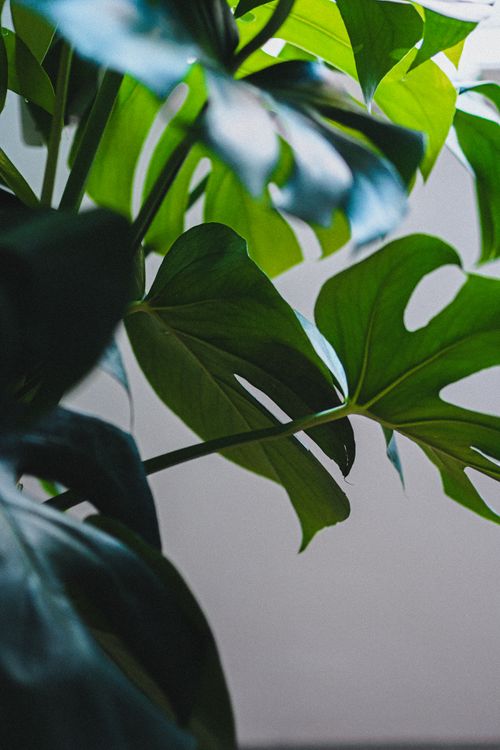 Free A lush Monstera plant with vibrant green leaves indoors in Paris. Stock Photo