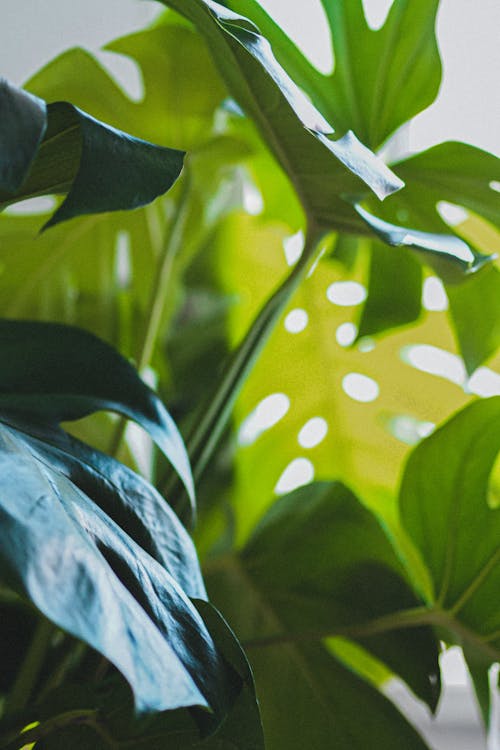 Free stock photo of green, house plant, monstera