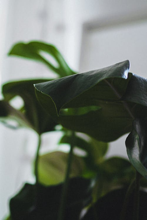 Free stock photo of green, house plant, monstera