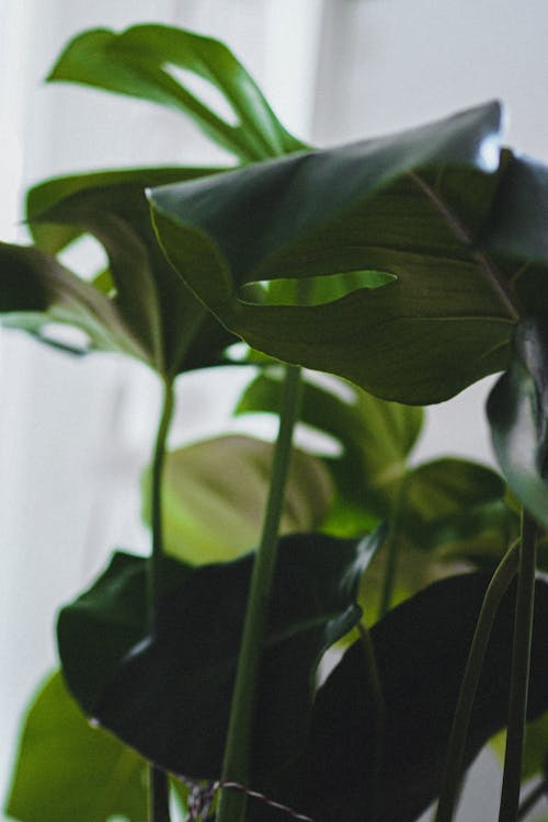 Free stock photo of green, house plant, monstera