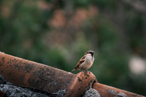 Imagine de stoc gratuită din adâncimea câmpului, animal, arbore