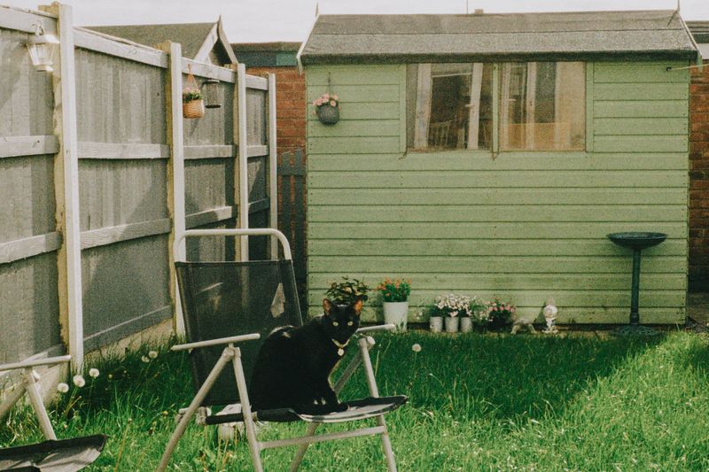 A pale green garden building with a chair and a cat on the lawn