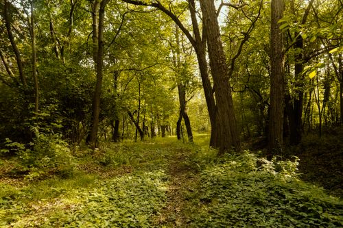 Free Sunlit path through a vibrant lush green forest during daytime, surrounded by tall trees and dense greenery. Stock Photo