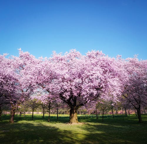 公園, 植物群, 樱桃树 的 免费素材图片